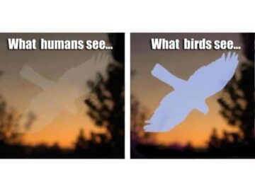 Bird Saver Hawk Window Decal