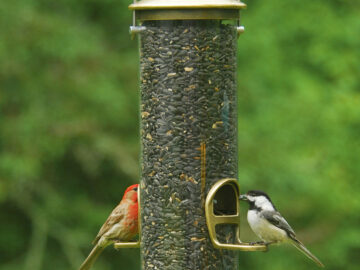 Aspects Quick-Clean Seed Tube Bird Feeder 'Big Foot'