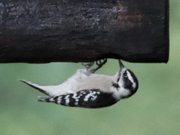 Attractor Woodpecker Upside-Down Suet Log w/Suet