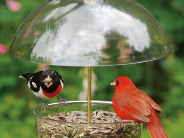 Droll Yankee Seed Saver Domed Feeder