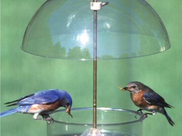 Alternative view of Droll Yankee Seed Saver Domed Feeder