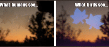 Bird Saver Leaves Window Decal