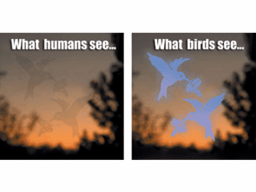 Bird Saver Hummingbird Window Decal