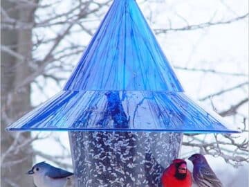 Alternative view of Sky Cafe Squirrel Proof Bird Feeder