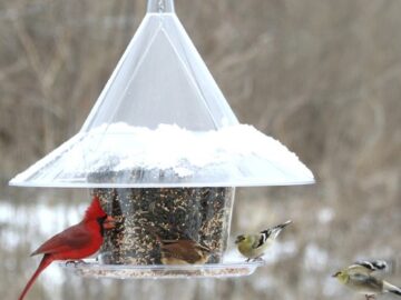 Sky Cafe Squirrel Proof Bird Feeder