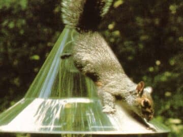 Arundale Squirrel-a-Way Baffle