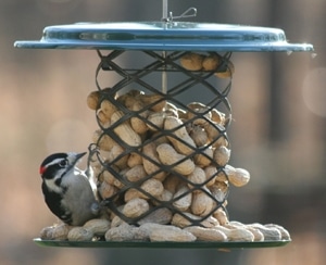 Bird's Choice Magnet Mesh In Shell Peanut Feeder