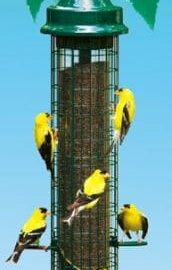 Brome Squirrel Buster Finch