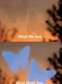 Bird Saver Butterfly Window Decal