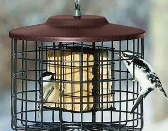 Squirrel Proof Double Suet Feeder