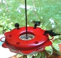 Bird's Choice Hummerfest Feeder 12oz