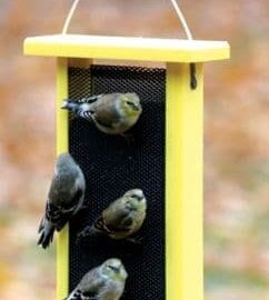 Recycled Tall Finch Feeder