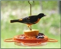 Bird's Choice Oriolefest Bird Feeder