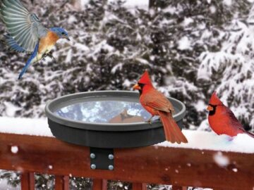 3 in 1 Heated Bird Bath