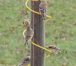 Alternative view of Songbird Essential Bird's Quest 17" Thistle Feeder