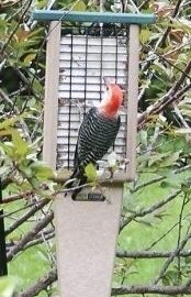 Doubled Cake Pileated Suet Feeder w/Hanging Cable