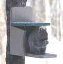 Recycled Squirrel Munch Box