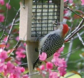 Bird's Choice Recycled Single Cake Tail Prop Suet Feeder