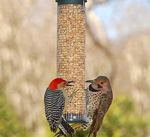 Woodpecker Feeders