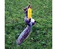 Squirrel-Feeder/Bungee Jumper