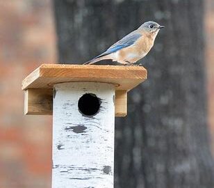 Bluebird Houses