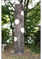 Attractor Woodpecker Suet Log Bird Feeder w/ Suet