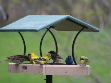 Bird's Choice Recycled Fly-thru Platform Bird Feeder Medium