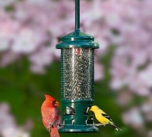 Brome Squirrel Buster Standard