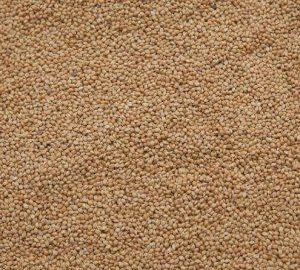 White Proso Millet
