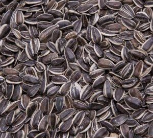Grey Stripe Sunflower Seed