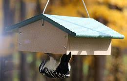 Suet Feeders