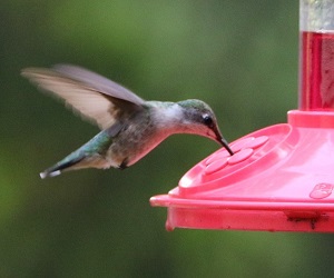 Hummingbird Feeders