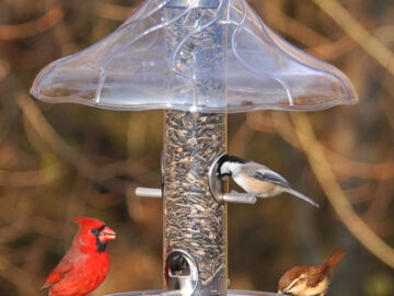 Aspects Swirl Weather Dome & Seed Catcher Tray Combo
