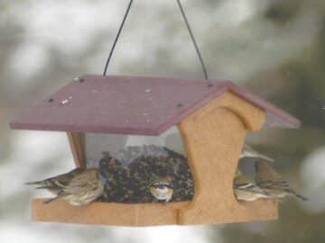 Oasis Bird Feeder