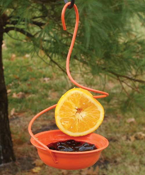 Spiral Oriole Feeder