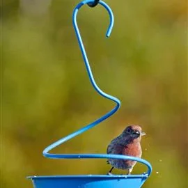 Spiral Bluebird Mealworm Bird Feeder