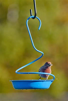 Spiral Bluebird Mealworm Bird Feeder