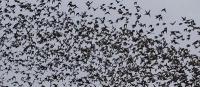 Blackbird flock
