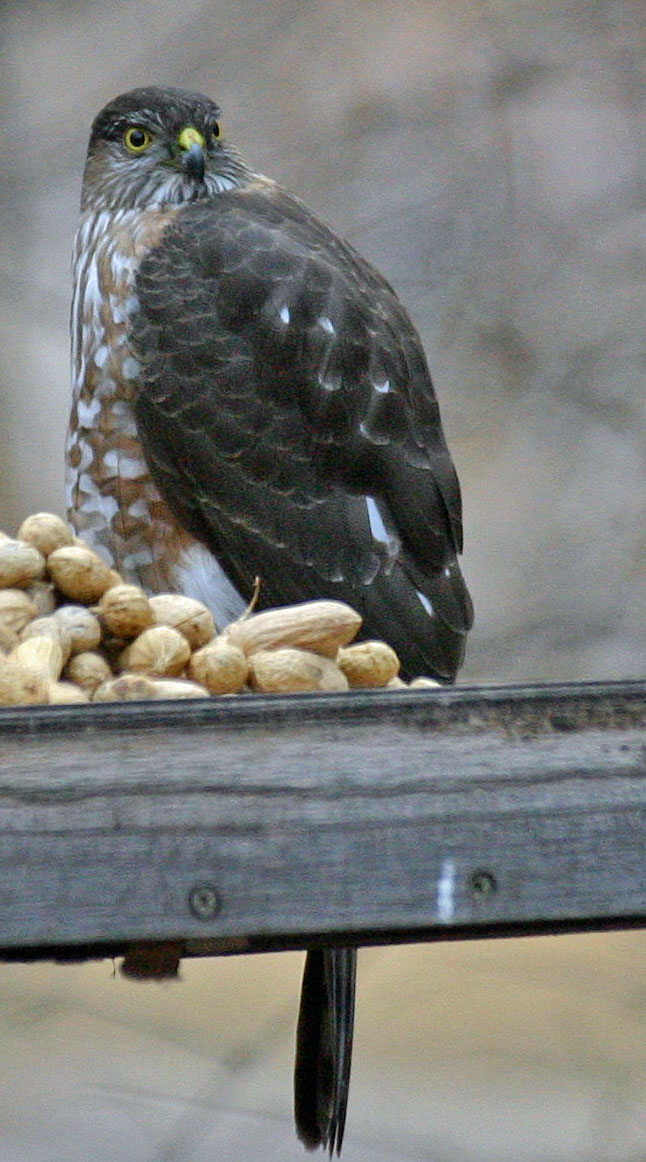 Cooper's Hawk